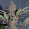 семена культурной конопли купить Purple Kush feminised Kannabia Seeds семена культурной конопли купить Purple Kush feminised Kannabia Seeds