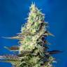 Семки Green Poison feminised Ganja Seeds Семки Green Poison feminised Ganja Seeds