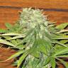 семена конопли наложенным платежом Auto Dolche Cheese feminised семена конопли наложенным платежом Auto Dolche Cheese feminised