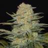 заказать качественные семена конопли Auto Dolche Cheese feminised заказать качественные семена конопли Auto Dolche Cheese feminised