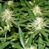 Семена конопли White Lavender feminised Ganja Seeds Семена конопли White Lavender feminised Ganja Seeds