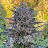Auto Fruity Jack regular Ganja Seeds Auto Fruity Jack regular Ganja Seeds