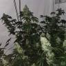 семена конопли в интернете Cookies Kush feminised Barneys Farm семена конопли в интернете Cookies Kush feminised Barneys Farm