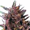 семена конопли недорого Purple #1 regular Dutch Passion Seeds семена конопли недорого Purple #1 regular Dutch Passion Seeds