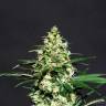 семена конопли марихуаны Kiss (Queso) feminised Kannabia Seeds семена конопли марихуаны Kiss (Queso) feminised Kannabia Seeds
