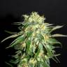 семена конопли сорта сатива Kiss (Queso) feminised Kannabia Seeds семена конопли сорта сатива Kiss (Queso) feminised Kannabia Seeds