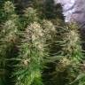 семена конопли недорого Auto Kryptonite feminised Pyramid Seeds семена конопли недорого Auto Kryptonite feminised Pyramid Seeds