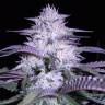 семена конопли феминизированные Currant Kush feminised VIP Seeds семена конопли феминизированные Currant Kush feminised VIP Seeds