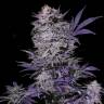 качественные семена конопли Currant Kush feminised VIP Seeds качественные семена конопли Currant Kush feminised VIP Seeds