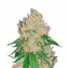 Семена кактуса Auto Royal Gorilla feminised Ganja Seeds Семена кактуса Auto Royal Gorilla feminised Ganja Seeds