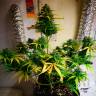 Недорогие семена конопли Auto Royal Gorilla feminised Ganja Seeds Недорогие семена конопли Auto Royal Gorilla feminised Ganja Seeds