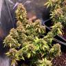 Auto Royal Bluematic feminised Ganja Seeds купить Auto Royal Bluematic feminised Ganja Seeds купить