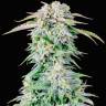Auto Royal Bluematic feminised Ganja Seeds заказать Auto Royal Bluematic feminised Ganja Seeds заказать