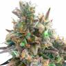 Auto Royal Bluematic feminised Ganja Seeds недорого Auto Royal Bluematic feminised Ganja Seeds недорого