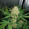 качественные семена конопли Auto White Widow feminised качественные семена конопли Auto White Widow feminised