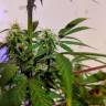 где заказать семена конопли Auto White Widow feminised где заказать семена конопли Auto White Widow feminised