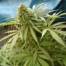 семена конопли курьером Sensi Star feminised семена конопли курьером Sensi Star feminised