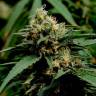 семена конопли для выращивания Critical Mass feminised семена конопли для выращивания Critical Mass feminised