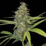 Auto G14 regular Ganja Seeds Auto G14 regular Ganja Seeds