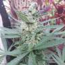 семена конопли курьером Auto G14 regular семена конопли курьером Auto G14 regular
