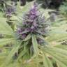 семена конопли почтой Shaman regular Dutch Passion Seeds семена конопли почтой Shaman regular Dutch Passion Seeds