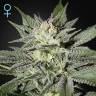 семена конопли аутдор King’s Kush CBD feminised Green House Seeds семена конопли аутдор King’s Kush CBD feminised Green House Seeds