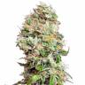 семена конопли в интернете King’s Kush CBD feminised Green House Seeds семена конопли в интернете King’s Kush CBD feminised Green House Seeds