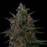 урожайные семена конопли Indian Kush feminised VIP Seeds урожайные семена конопли Indian Kush feminised VIP Seeds