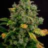 Семена каннабиса Auto Gagarin 2 feminised Ganja Seeds Семена каннабиса Auto Gagarin 2 feminised Ganja Seeds