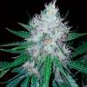 Семена ганжы Auto Royal Creamatic feminised Ganja Seeds купить Семена ганжы Auto Royal Creamatic feminised Ganja Seeds купить