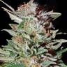 купить семена конопли онлайн Super Silver Haze feminised купить семена конопли онлайн Super Silver Haze feminised