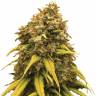 хорошие семена конопли Super Silver Haze feminised хорошие семена конопли Super Silver Haze feminised