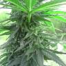 семена конопли дешево Auto Titan regular семена конопли дешево Auto Titan regular