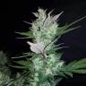 семена конопли Москва Auto Dark Devil feminised семена конопли Москва Auto Dark Devil feminised
