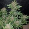 семена конопли для посадки купить Auto Dark Devil feminised семена конопли для посадки купить Auto Dark Devil feminised