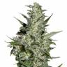 семена конопли интернет магазин Auto Super Critical feminised Green House Seeds семена конопли интернет магазин Auto Super Critical feminised Green House Seeds