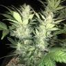 автоцветущие семена конопли Auto Super Critical feminised Green House Seeds автоцветущие семена конопли Auto Super Critical feminised Green House Seeds
