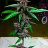 Auto Blackberry Kush feminised Dutch Passion Seeds Auto Blackberry Kush feminised Dutch Passion Seeds