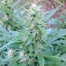 Auto Guerrilla feminised RuSeeds Auto Guerrilla feminised RuSeeds