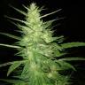 Auto Guerrilla feminised RuSeeds Auto Guerrilla feminised RuSeeds