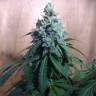заказ семян конопли Auto Nefertiti feminised Pyramid Seeds заказ семян конопли Auto Nefertiti feminised Pyramid Seeds