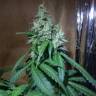 семена конопли почтой Auto Nefertiti feminised Pyramid Seeds семена конопли почтой Auto Nefertiti feminised Pyramid Seeds