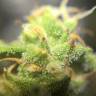 семена конопли автоцвет Auto Quick One feminised Royal Queen семена конопли автоцвет Auto Quick One feminised Royal Queen