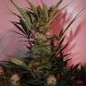 семена конопли автоцвет Auto Cream Mandarine XL feminised Sweet Seeds семена конопли автоцвет Auto Cream Mandarine XL feminised Sweet Seeds