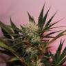 хорошие семена конопли Auto Cream Mandarine XL feminised Sweet Seeds хорошие семена конопли Auto Cream Mandarine XL feminised Sweet Seeds