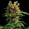 Семена ганжы California Hash Plant feminised Ganja Seeds купить Семена ганжы California Hash Plant feminised Ganja Seeds купить