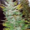 Opium feminised Ganja Seeds Opium feminised Ganja Seeds