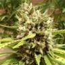 Auto Blueberry feminised Dutch Passion Seeds Auto Blueberry feminised Dutch Passion Seeds