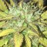 Auto Blueberry feminised Dutch Passion Seeds Auto Blueberry feminised Dutch Passion Seeds