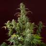 Auto Jack 47 feminised RuSeeds Auto Jack 47 feminised RuSeeds